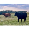 Image 5 : Kings Corner Farms - 1425# Aug/Sept Delivery Cows - 42 Head (Corning, SK)