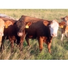 Image 14 : Taylor Enterprises Inc. - 900# September Delivery Grass Heifers - 134 Head (Wawota, SK)