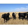Image 7 : Boggy Springs Ranch - 1050# September Delivery Grass Heifers - 85 Head (Maple Creek, SK)