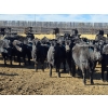 Image 6 : Downie Lake Colony - 860# March Delivery Heifers - 350 Head (Maple Creek, SK)