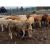 Image 6 : Fridlington Family Farms - 930# September Delivery Grass Heifers - 65 Head (Kersley, BC)