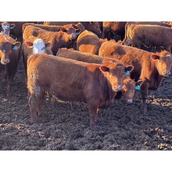 X Bar X Cattle Co. Ltd. - 870# April Delivery Steers - 72 Head (Lomond, AB)