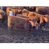 Image 1 : X Bar X Cattle Co. Ltd. - 870# April Delivery Steers - 72 Head (Lomond, AB)