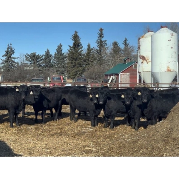 Moebis Bros Ag Ltd. - 58 Black Angus November Delivery Bred Heifers (Beechy, SK)