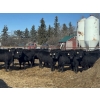 Image 1 : Moebis Bros Ag Ltd. - 58 Black Angus November Delivery Bred Heifers (Beechy, SK)