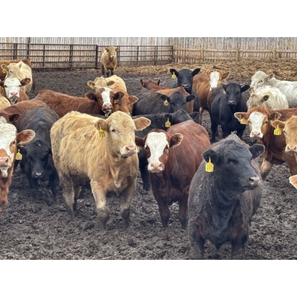 Box Anchor Farms - 740# June Delivery Heifers - 240 Head (Dewberry, AB)