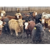 Image 1 : Box Anchor Farms - 740# June Delivery Heifers - 240 Head (Dewberry, AB)