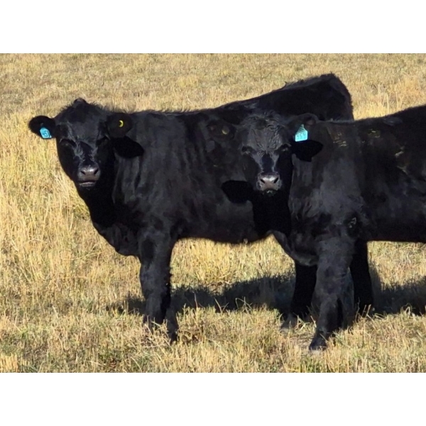 Carhills L & C/Greg Lausen - 510# November Delivery Heifer Calves - 100 Head (Strathmore, AB)