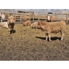 Image 5 : SVM Farms - 630# May Delivery Steers - 67 Head (Vauxhall, AB)