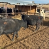 Image 2 : Idaho Dairies/Ranches - 54 Mixed (Burley, ID)