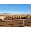 Image 4 : Forbes Bros. Ranching - 830# March Delivery Heifers - 265 Head (Senlac, SK)