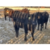 Image 7 : Drew Bayes - 650# Jan/Feb Delivery Heifers - 85 Head (Trochu, AB)