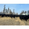 Image 3 : Joe & Donald Bouchard - 730# December Delivery Steer Calves - 81 Head (Fisher Branch, MB)