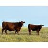 Image 8 : L & J Murray Ranches - 580# October Delivery Steer Calves - 90 Head (Picture Butte, AB)