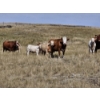 Image 13 : Logan Brothers (Rod, Barry & Bruce) - 675# October Delivery Heifer Calves - 80 Head (Oyen, AB)