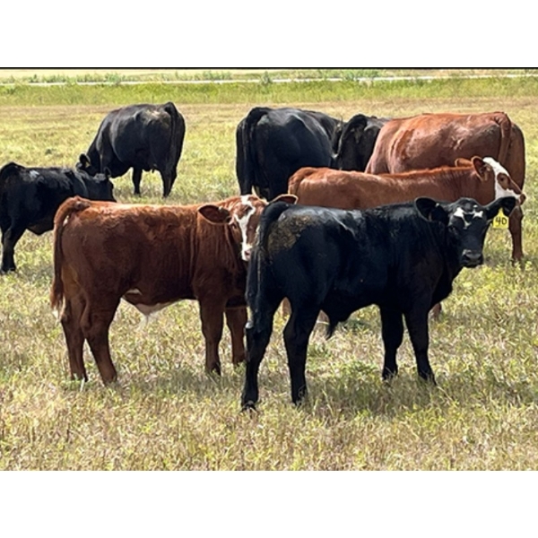 Percyview Farms - 580# November Delivery Steer Calves - 150 Head (Kisbey, SK)