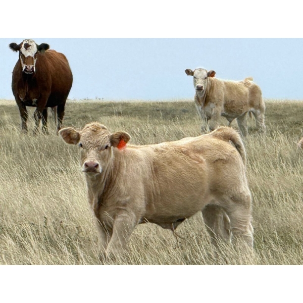 Jean Lamson - 630# October Delivery Steer Calves - 85 Head (Hanna, AB)