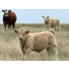 Image 1 : Jean Lamson - 630# October Delivery Steer Calves - 85 Head (Hanna, AB)
