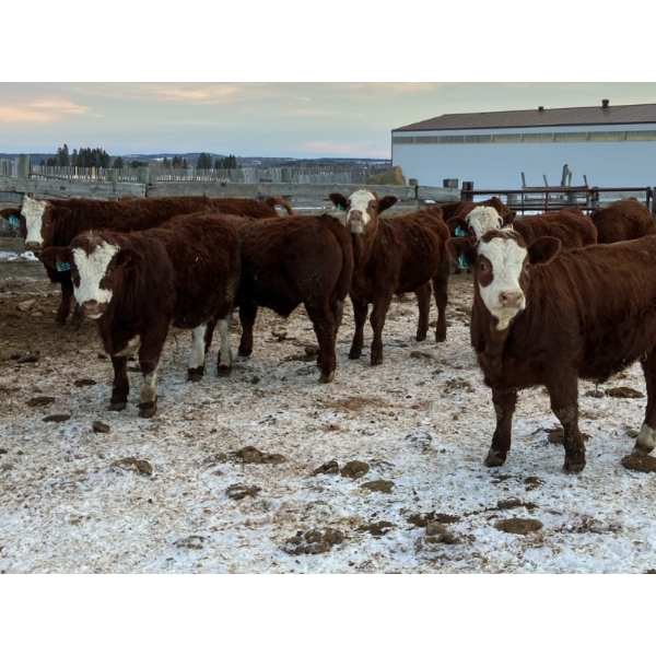 Cody Jackson - 965# January Delivery Steers - 105 Head (Sundre, AB)
