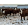 Image 1 : Cody Jackson - 965# January Delivery Steers - 105 Head (Sundre, AB)