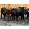 Image 6 : Reid Ranching Cremona - 590# January Delivery Steers - 100 Head (Cremona, AB)
