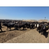 Image 3 : Ripple Rock Ranch - 750# June Delivery Heifers - 82 Head (Fincastle, AB)