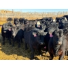 Image 3 : Rob Mossey - 925# March Delivery Steers - 67 Head (Vauxhall, AB)