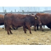 Image 3 : Crooked Creek Farms -  11 Big Strong Mature Cows (Pen 416)