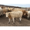 Image 12 : Douglass Agro - 940# June Delivery Heifers - 170 Head (Gem, AB)