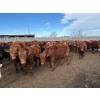 Image 2 : Quarter Circle X Ranch - 745# March Delivery Steers - 153 Head (Madden, AB)