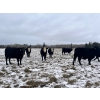 Image 8 : Randy Kehler - 25 Black/Black X Spring Calving Bred Heifers (Eriksdale, MB)