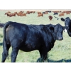 Image 3 : Scott & Gail Sapergia - 20 Black March/April Calving Bred Heifers (Hays, AB)