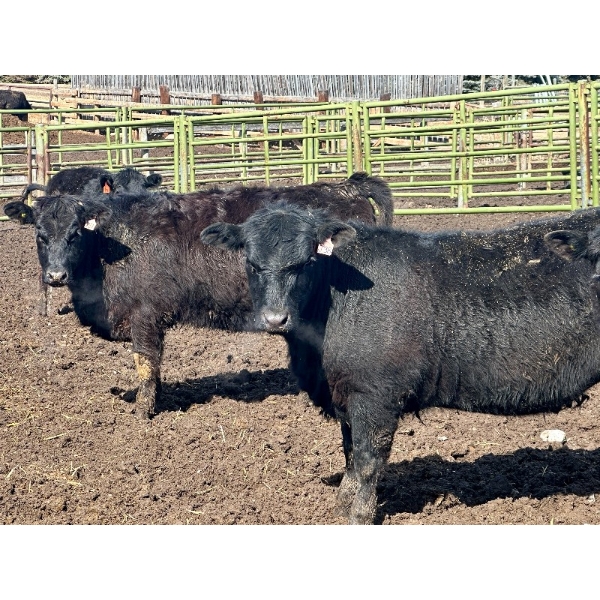 East Hilltop Holdings - 810# April Delivery Heifers - 25 Head (Carstairs, AB)