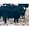 Image 4 : MG Cattle Co. Ltd. - 43 Oct/Nov Delivery Black/BBF Simm X Angus 2nd Calvers (Sangudo, AB)