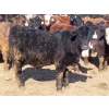 Image 9 : Little Rainbow Ranch - 775# March Delivery Steers - 156 Head (Moosomin, SK)
