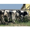 Image 2 : Camrose Colony - 515# August Delivery Holstein Steers - 20 Head (Camrose, AB)
