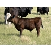 Image 11 : Douglass Bros. Ranching - 625# November Delivery Steer Calves - 100 Head (Gem, AB)