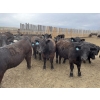 Image 3 : Lone Star Cattle Co. - 1030# May Delivery Steers - 305 Head (Strathmore, AB)