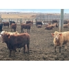 Image 4 : Larry Konschuk - 900# March Delivery Heifers - 125 Head (Strathmore, AB)