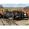 Image 5 : Garth & Theresa Kauppi - 1325# September Delivery Heiferettes - 25 Head (Eckville, AB)