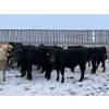 Image 3 : Howe Livestock - 835# January Delivery Steers - 60 Head (Mossbank, SK)