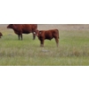 Image 4 : OK Ranch - 600# October Delivery Steer Calves - 210 Head (Big Bar, BC)