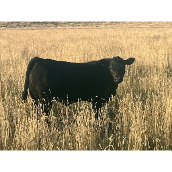 Harley Hutton - 570# October Delivery Steer Calves - 90 Head (Hanna, AB)