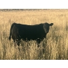 Harley Hutton - 570# October Delivery Steer Calves - 90 Head (Hanna, AB)