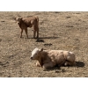 Image 11 : Bar 33 Ranch - 600# October Delivery Heifer Calves - 105 Head (Strathmore, AB)