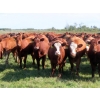 Image 1 : Moose Creek Red Angus Ltd. - 995# October Delivery Grass Heifers - 440 Head (Kisbey, SK)
