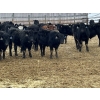 Image 11 : Hegedys Ranching - 825# January Weaned Steers - 300 Head (Acme, AB)