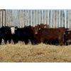 Image 4 : Hopper Farms/Jace Poffenroth - 900# February Delivery Steers - 68 Head (Eckville, AB)