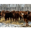 Image 4 : Winn Man Farms - 720# March Weaned Steers - 85 Head (Winnipegosis, MB)