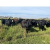 Image 2 : Jay Be Acres Ltd. - 910# September Delivery Grass Heifers - 67 Head (Deloraine, MB)